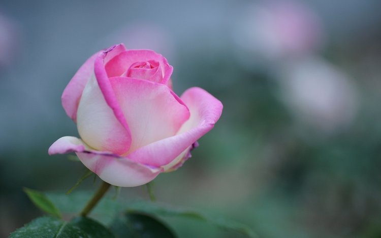 природа, фокус камеры, цветок, роза, розовая, nature, the focus of the camera, flower, rose, pink