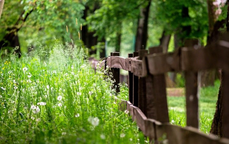 трава, природа, лето, забор, одуванчики, grass, nature, summer, the fence, dandelions