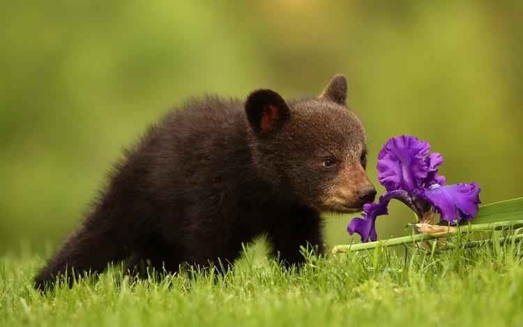 трава, природа, цветок, медведь, медвежонок, grass, nature, flower, bear