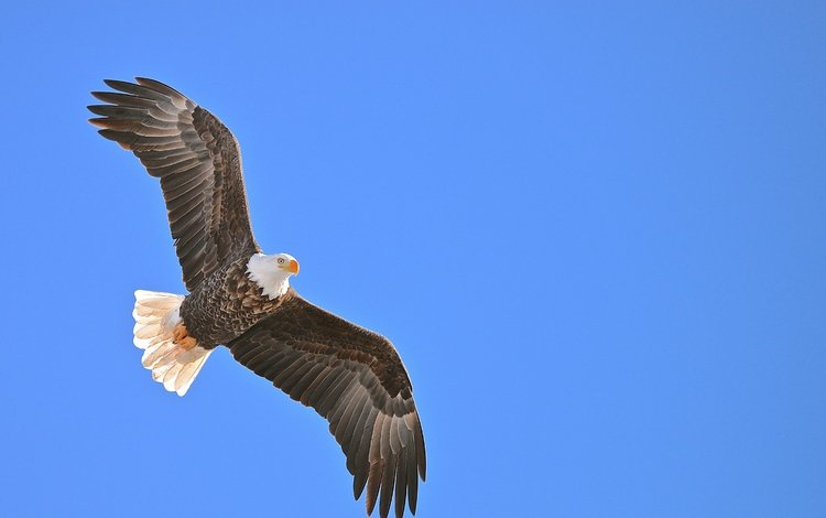 глаза, белоголовый орлан, небо, крылья, орел, хищник, птица, клюв, перья, eyes, bald eagle, the sky, wings, eagle, predator, bird, beak, feathers