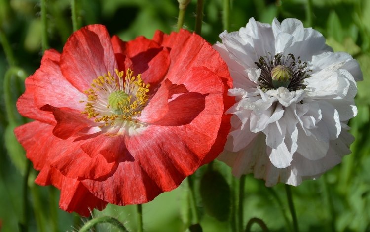 цветы, природа, макро, красный, белый, маки, flowers, nature, macro, red, white, maki