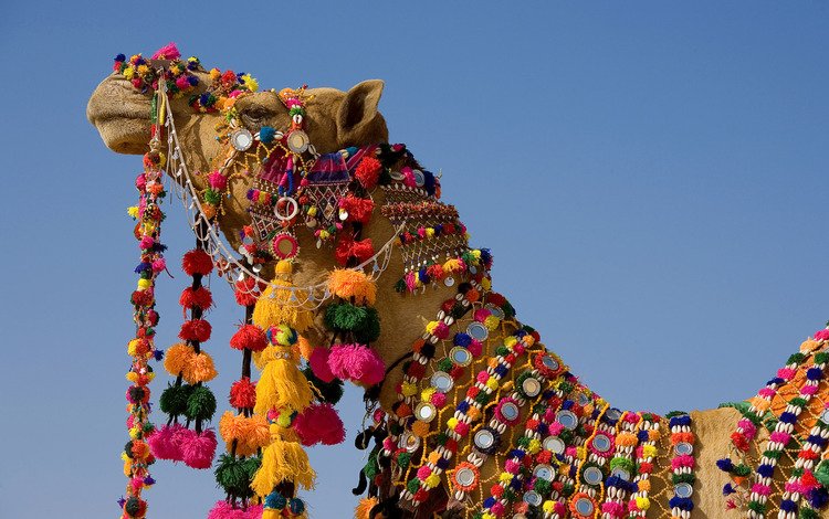 украшения, индия, верблюд, шея, сбруя, праздничная, нарядной, decoration, india, camel, neck, harness, holiday, elegant