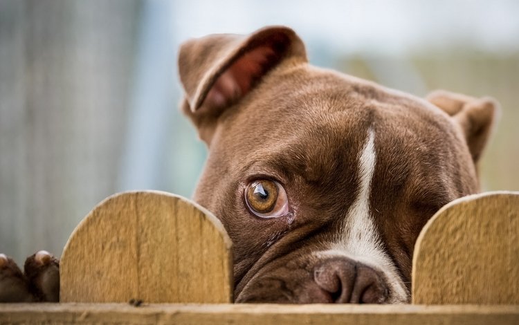 взгляд, забор, глаз, бульдог, cобака, look, the fence, eyes, bulldog, dog