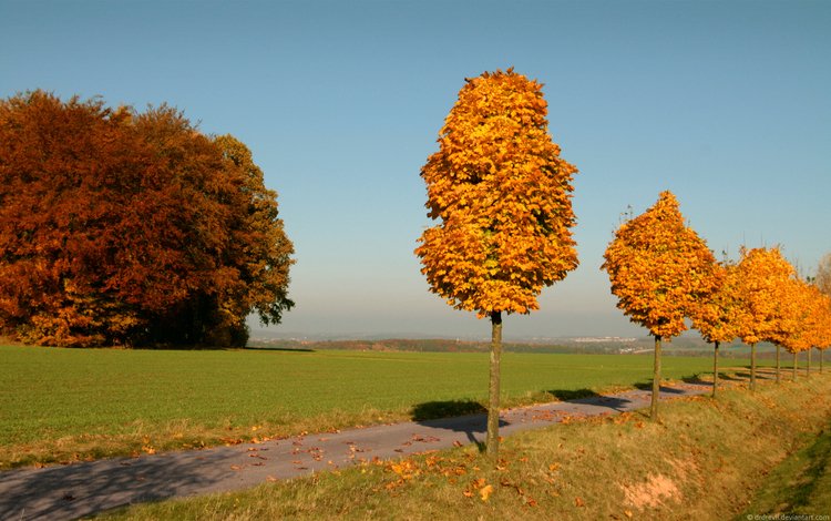 небо, дорога, деревья, листья, осень, желтые, the sky, road, trees, leaves, autumn, yellow