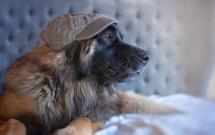 собака, профиль, кепка, овчарка, dog, profile, cap, shepherd