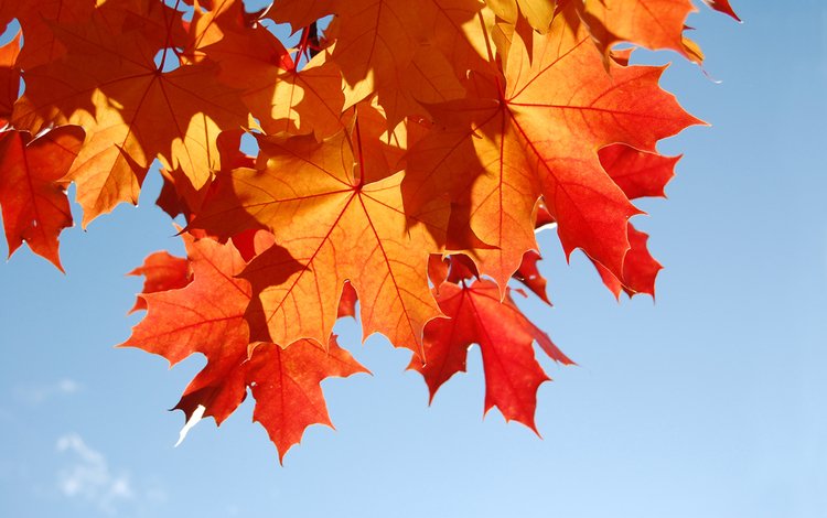 небо, листья, макро, листва, осень, the sky, leaves, macro, foliage, autumn
