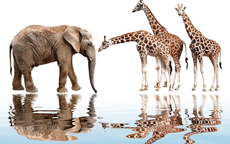 отражение, животные, слон, белый фон, жираф, reflection, animals, elephant, white background, giraffe