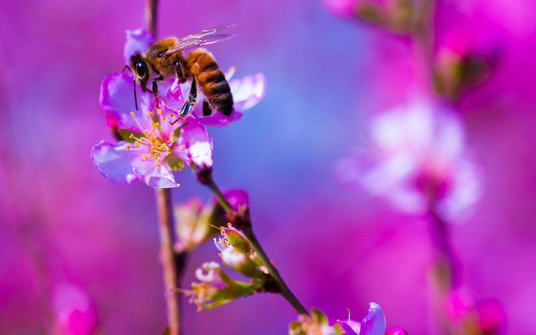 цветы, макро, насекомое, фон, пчела, flowers, macro, insect, background, bee