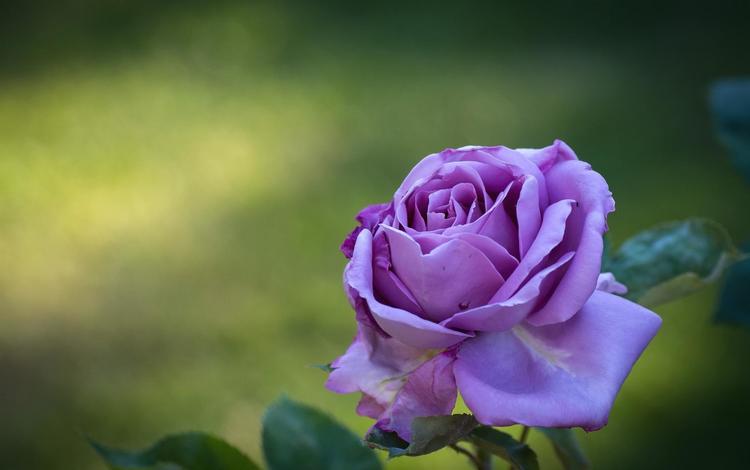 цветок, роза, лепестки, фиолетовый, бутон, flower, rose, petals, purple, bud