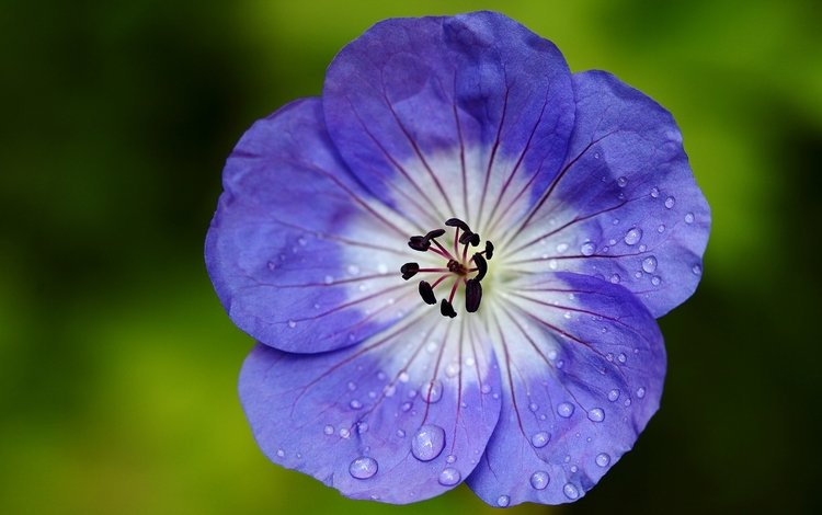 вода, гераниум, макро, цветок, капли, лепестки, герань, сине-белый, журавельник, water, macro, flower, drops, petals, geranium, blue-white, cranesbill