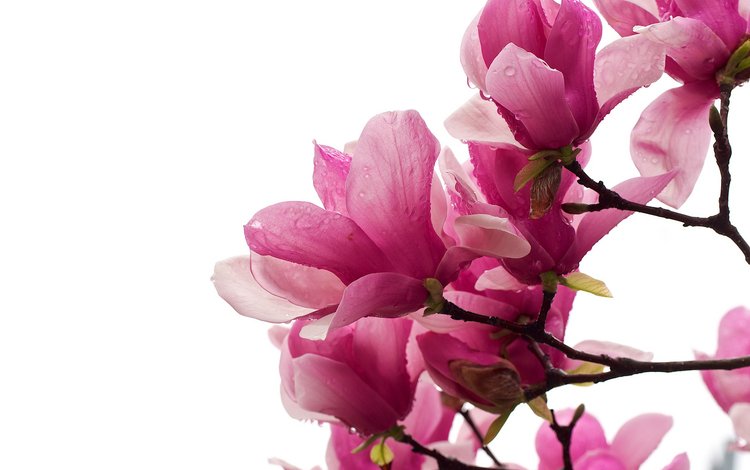 цветы, ветка, макро, капли, лепестки, магнолия, магнолии, flowers, branch, macro, drops, petals, magnolia