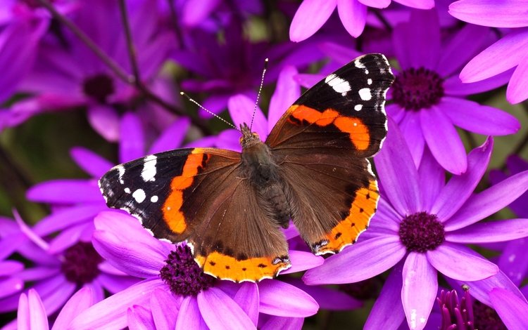 цветы, насекомое, лепестки, бабочка, крылья, мотылек, адмирал, flowers, insect, petals, butterfly, wings, moth, admiral