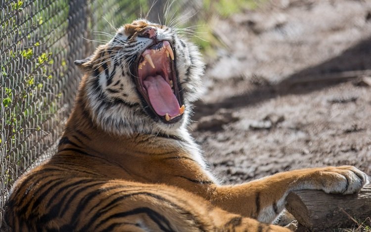 тигр, клыки, хищник, зевает, зоопарк, дикая кошка, tiger, fangs, predator, yawns, zoo, wild cat