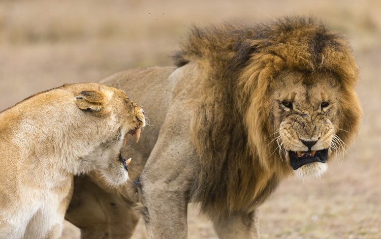 львы, лев, хищники, львица, lions, leo, predators, lioness