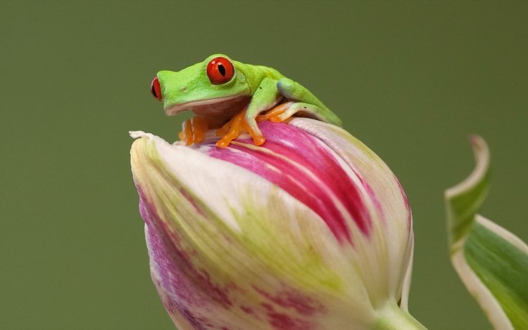 agalychnis callidryas, глаза, древесница, природа, цветок, лягушка, зеленая, красноглазая, древесная лягушка, квакша, eyes, drevenica, nature, flower, frog, green, red-eyed, tree frog, treefrog