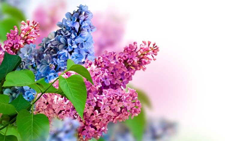 цветы, цветение, листья, синий, ветки, весна, сиреневый, сирень, flowers, flowering, leaves, blue, branches, spring, lilac