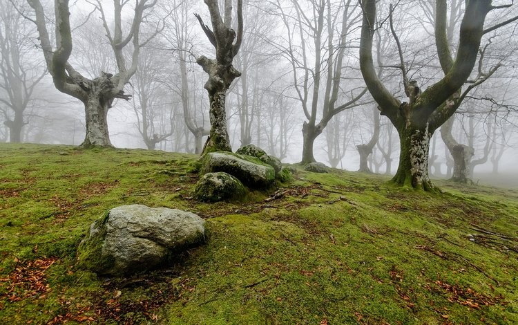 деревья, природа, камни, лес, туман, мох, trees, nature, stones, forest, fog, moss
