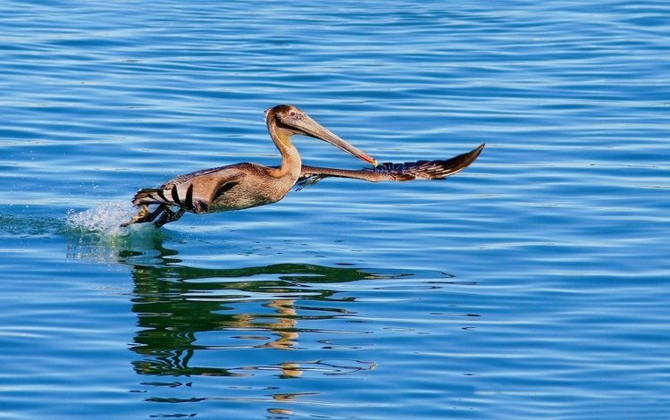 вода, крылья, птица, клюв, пеликан, water, wings, bird, beak, pelican