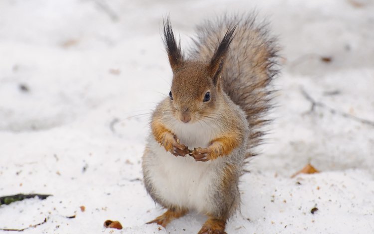 снег, зима, животное, белка, белочка, anna verdina, snow, winter, animal, protein, squirrel