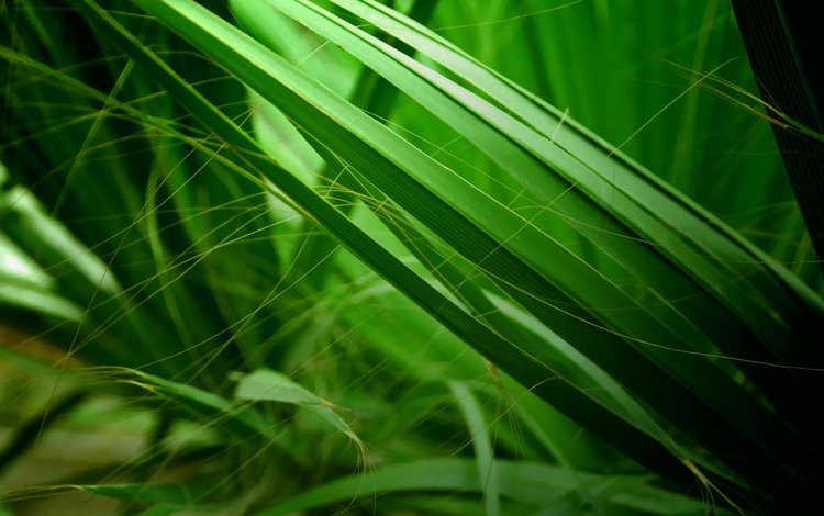 трава, природа, зелёный, макро, фон, grass, nature, green, macro, background