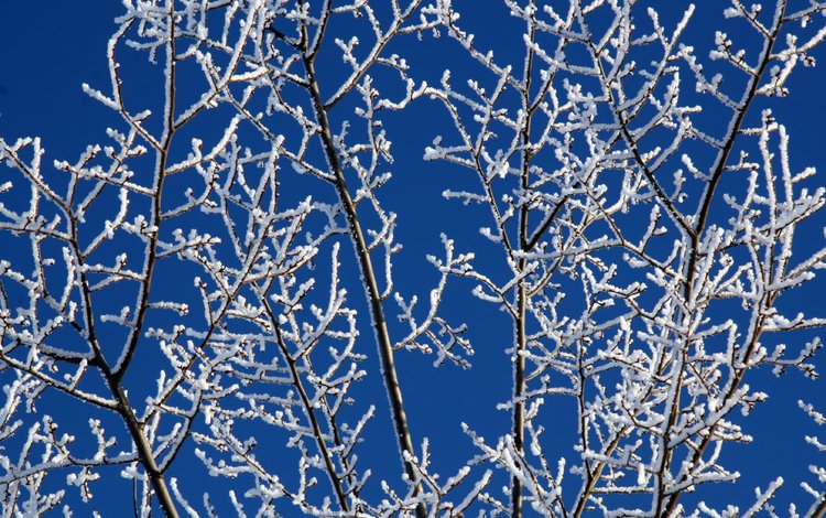 небо, снег, зима, ветки, мороз, иней, белый, синее, the sky, snow, winter, branches, frost, white, blue