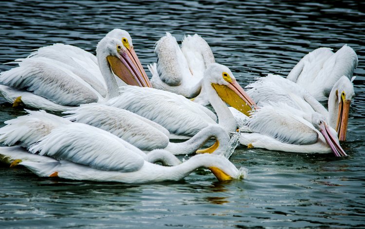 вода, птицы, пеликан, пеликаны, птаха, water, birds, pelican, pelicans, bird