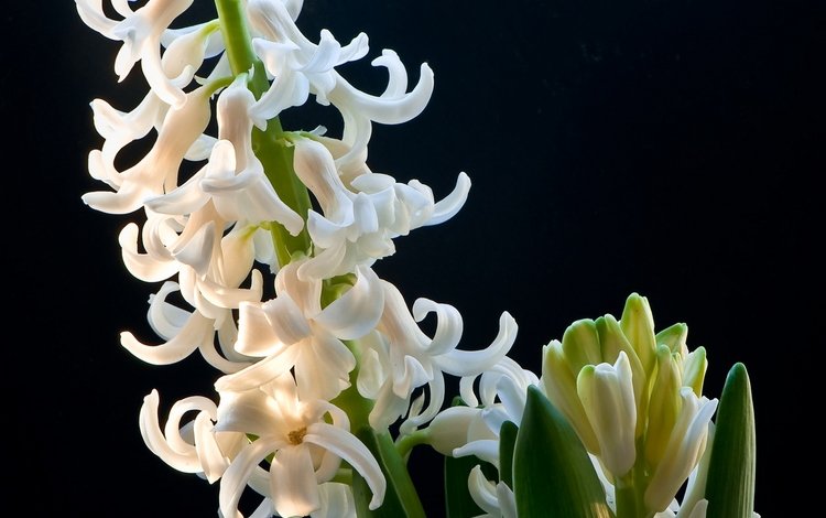 цветы, весна, черный фон, белые, гиацинт, anna verdina, flowers, spring, black background, white, hyacinth