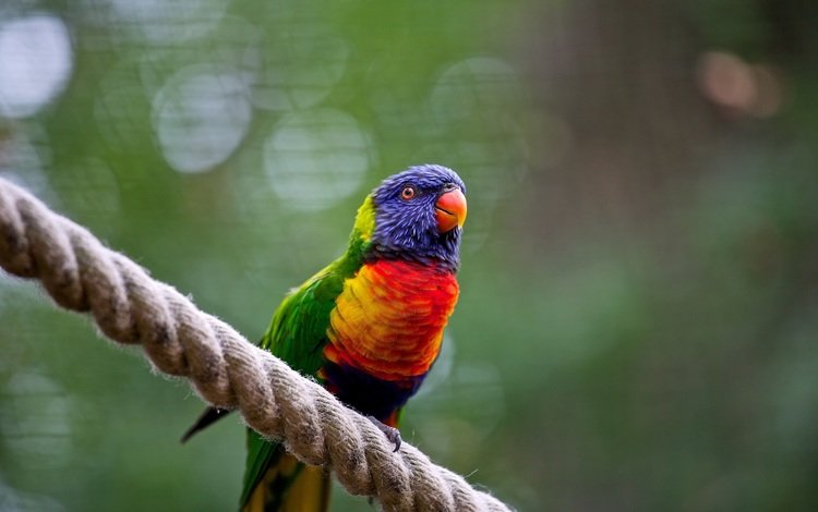 цвета, птица, веревка, попугай, насест, color, bird, rope, parrot, roost