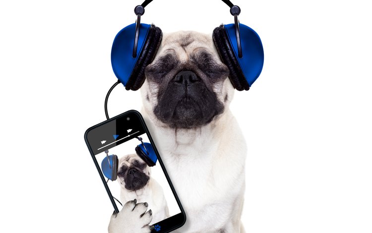собака, наушники, юмор, белый фон, телефон, мопс, смартфон, dog, headphones, humor, white background, phone, pug, smartphone