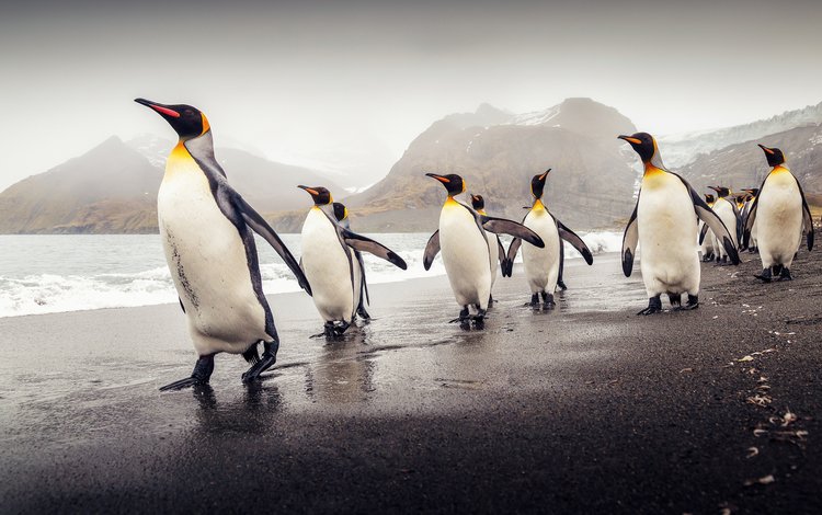 пляж, птицы, пингвины, южная георгия, королевские пингвины, beach, birds, penguins, south georgia, royal penguins