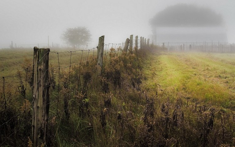 трава, природа, туман, поле, забор, grass, nature, fog, field, the fence
