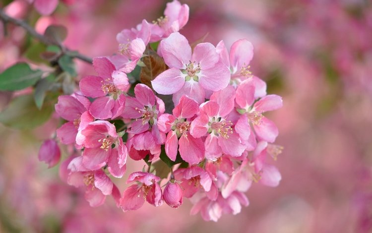 цветы, ветка, цветение, размытость, весна, розовые, flowers, branch, flowering, blur, spring, pink