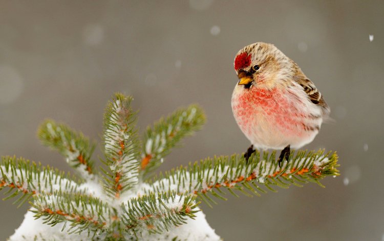 снег, природа, елка, зима, птица, клюв, иголки, snow, nature, tree, winter, bird, beak, needles