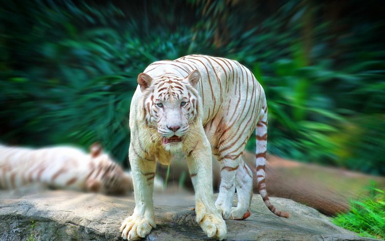 тигр, зелень, взгляд, белый, хищник, tiger, greens, look, white, predator