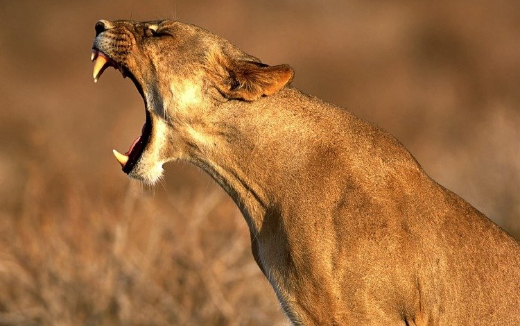 клыки, хищник, профиль, большая кошка, лев, львица, рык, fangs, predator, profile, big cat, leo, lioness, roar