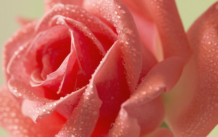 вода, цветок, роза, розовая.капли, water, flower, rose, pink.drops