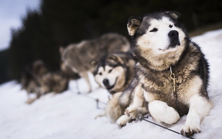 снег, зима, собаки, snow, winter, dogs