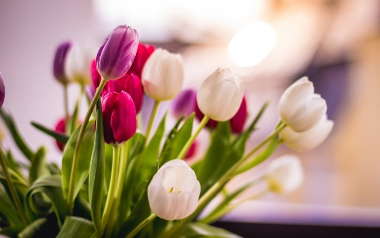 цветы, фон, тюльпаны, flowers, background, tulips