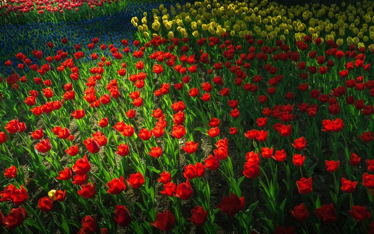 цветы, парк, сад, весна, тюльпаны, клумба, flowers, park, garden, spring, tulips, flowerbed
