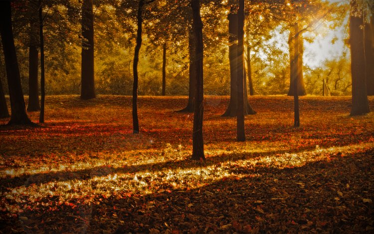 природа, листья, парк, осень, листопад, солнечные лучи, nature, leaves, park, autumn, falling leaves, the sun's rays
