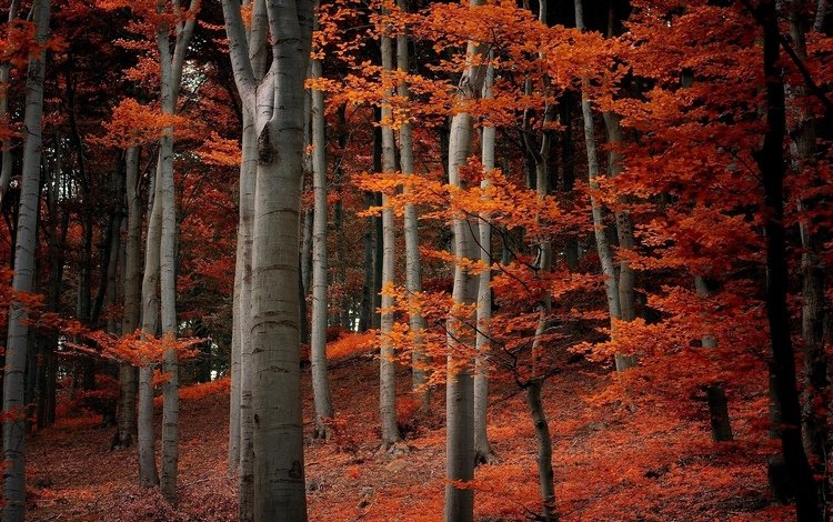 деревья, природа, лес, листья, ветки, осень, оранжевые, trees, nature, forest, leaves, branches, autumn, orange