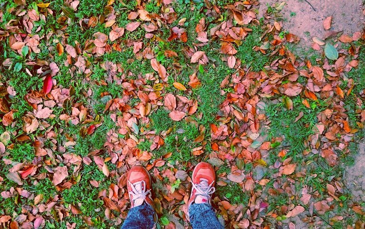 листья, осень, ноги, листик, листопад, leaves, autumn, feet, leaf, falling leaves