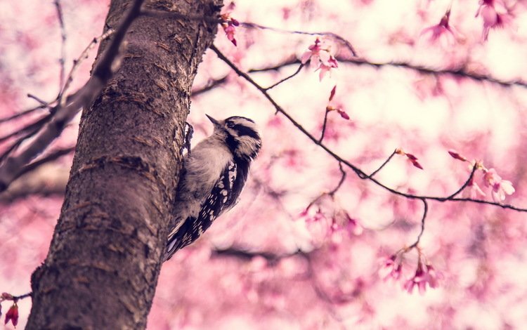 птица, весна, дятел дерево, bird, spring, woodpecker tree