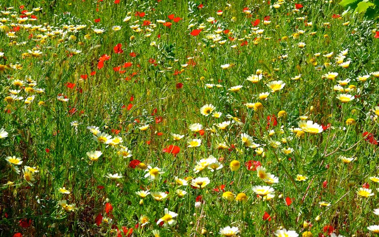 цветы, трава, поле, маки, луг, ромашки, flowers, grass, field, maki, meadow, chamomile