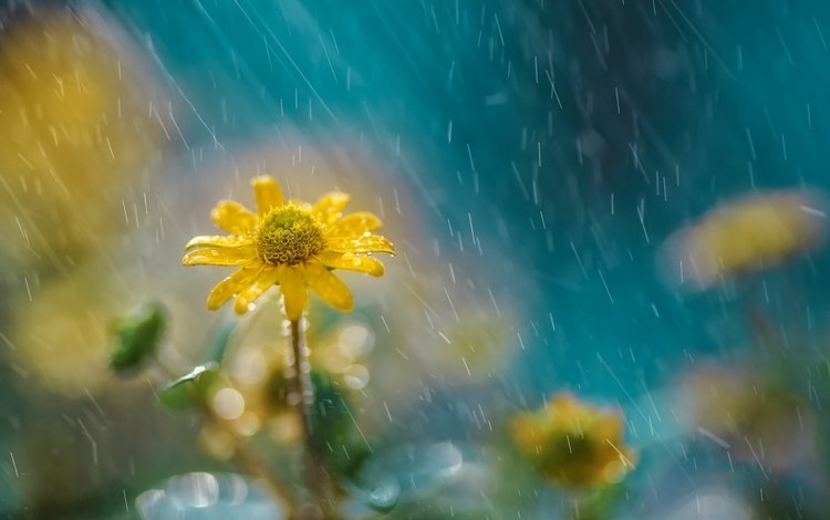цветы, природа, дождь, желтые, flowers, nature, rain, yellow