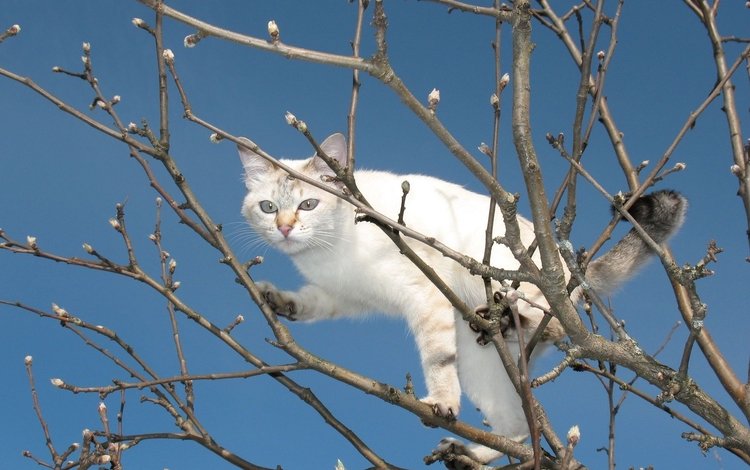 небо, дерево, кот, мордочка, ветки, кошка, взгляд, весна, лапки, legs, the sky, tree, cat, muzzle, branches, look, spring