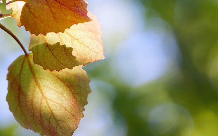 природа, листья, макро, осень, блики, осенние листья, nature, leaves, macro, autumn, glare, autumn leaves