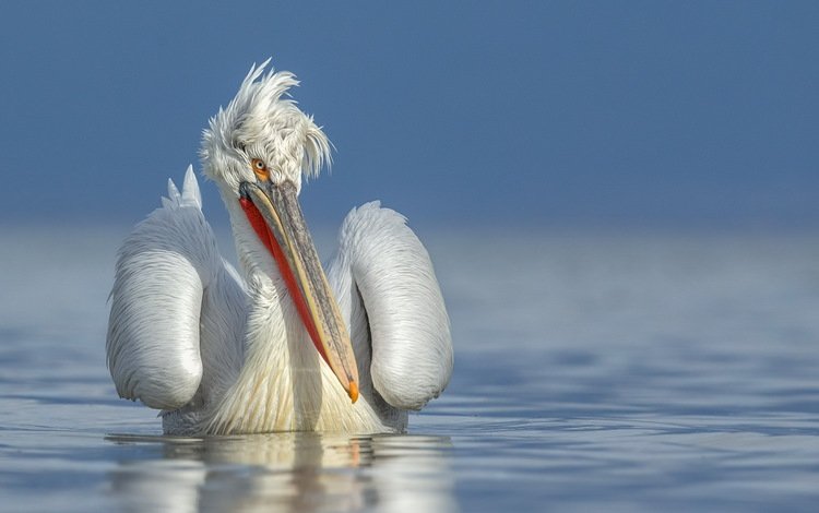 вода, природа, птица, клюв, перья, пеликан, water, nature, bird, beak, feathers, pelican