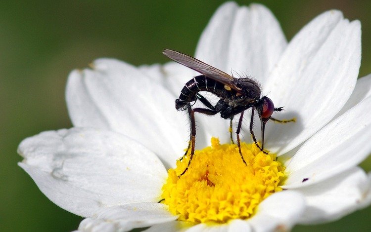 макро, насекомое, цветок, белый, муха, ziva & amir, macro, insect, flower, white, fly