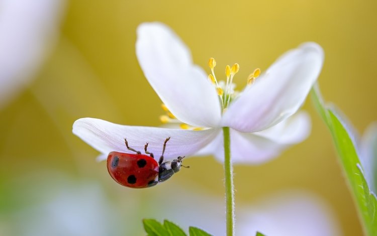 природа, макро, насекомое, цветок, белый, божья коровка, nature, macro, insect, flower, white, ladybug
